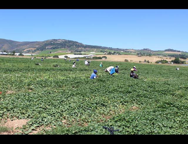 16.70HA FARM FOR SALE IN PAARL RURAL